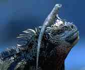 Marine Iguana and Lava Lizard