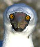 Masked Booby