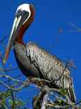 Brown Pelican