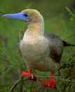 Red footed Booby