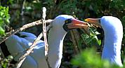 Masked Booby