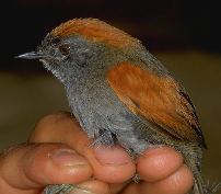 Azara's Spinetail