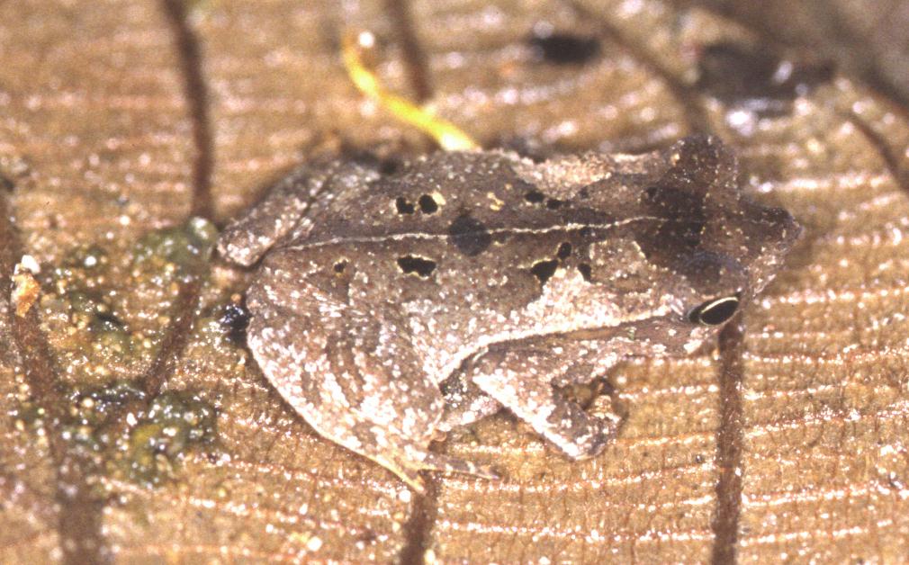 Bufo Typhonius