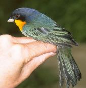 Tanager